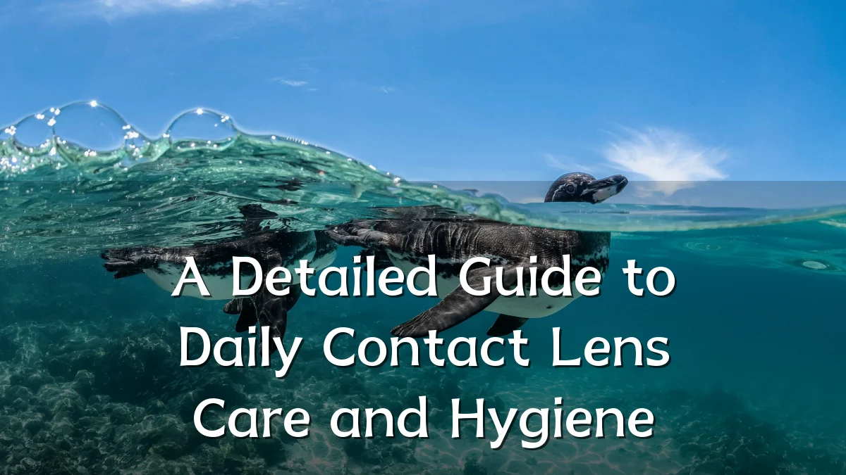 A Detailed Guide to Daily Contact Lens Care and Hygiene