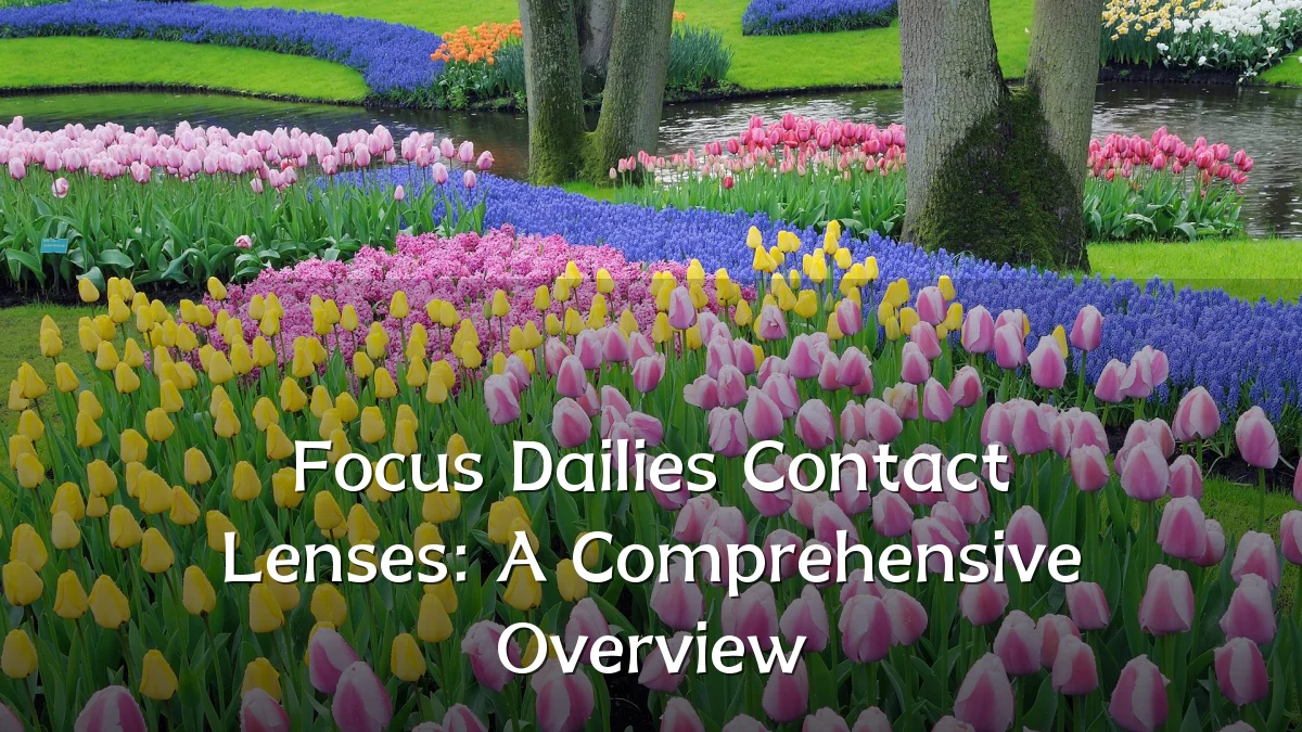 Focus Dailies Contact Lenses: A Comprehensive Overview