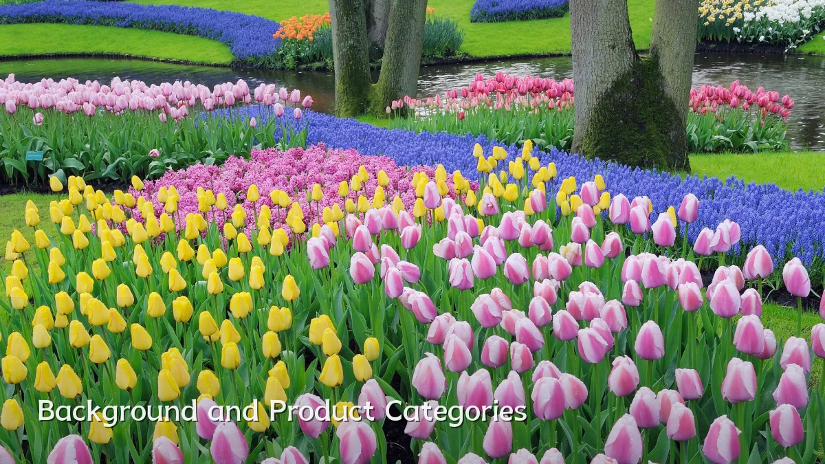 Background and Product Categories