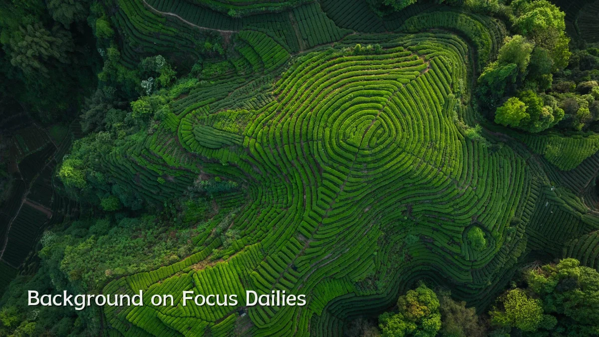 Background on Focus Dailies