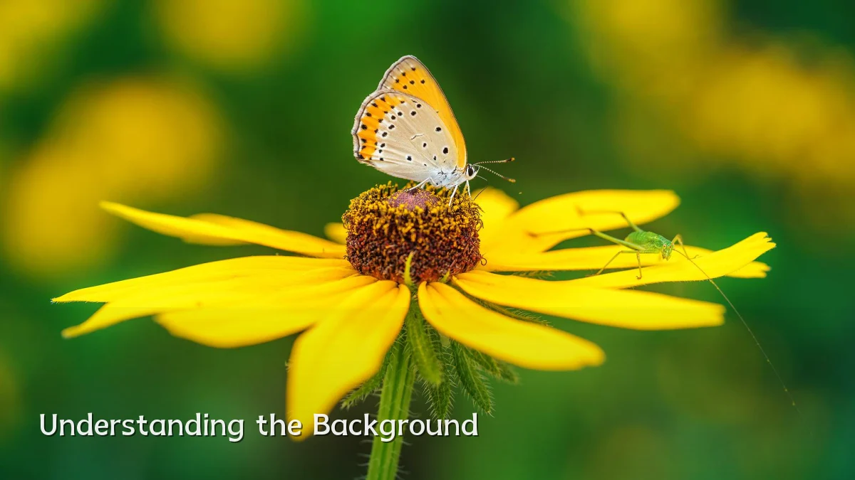 Understanding the Background