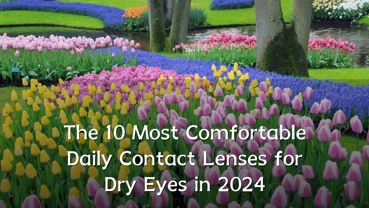The 10 Most Comfortable Daily Contact Lenses for Dry Eyes in 2024